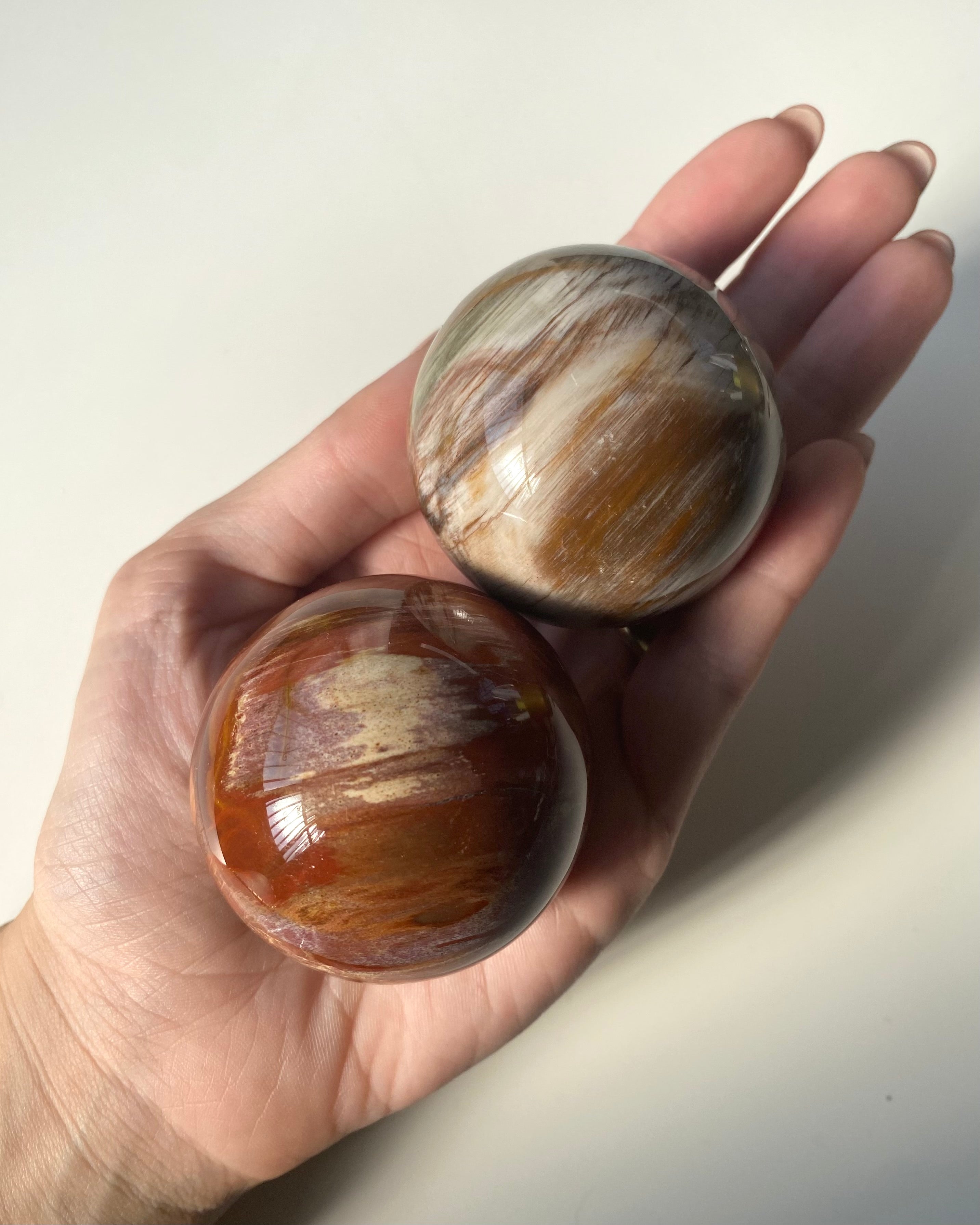 Sfera in Legno Fossile